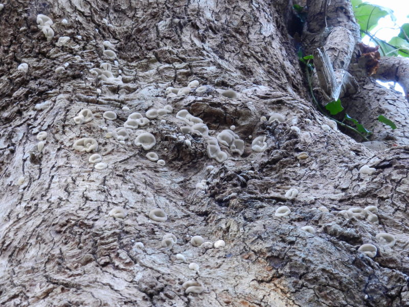 Bottoni ?? (Trametes versicolor)